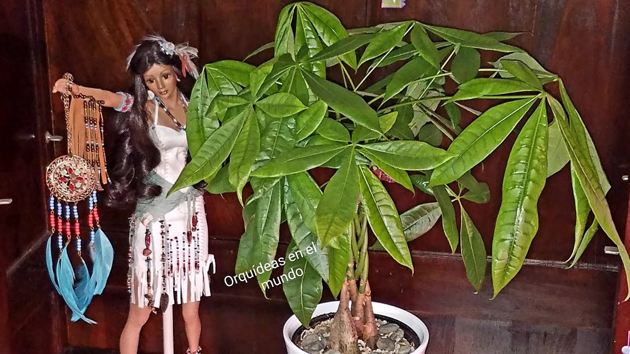 Secretos para fertilizar tu árbol de la abundancia