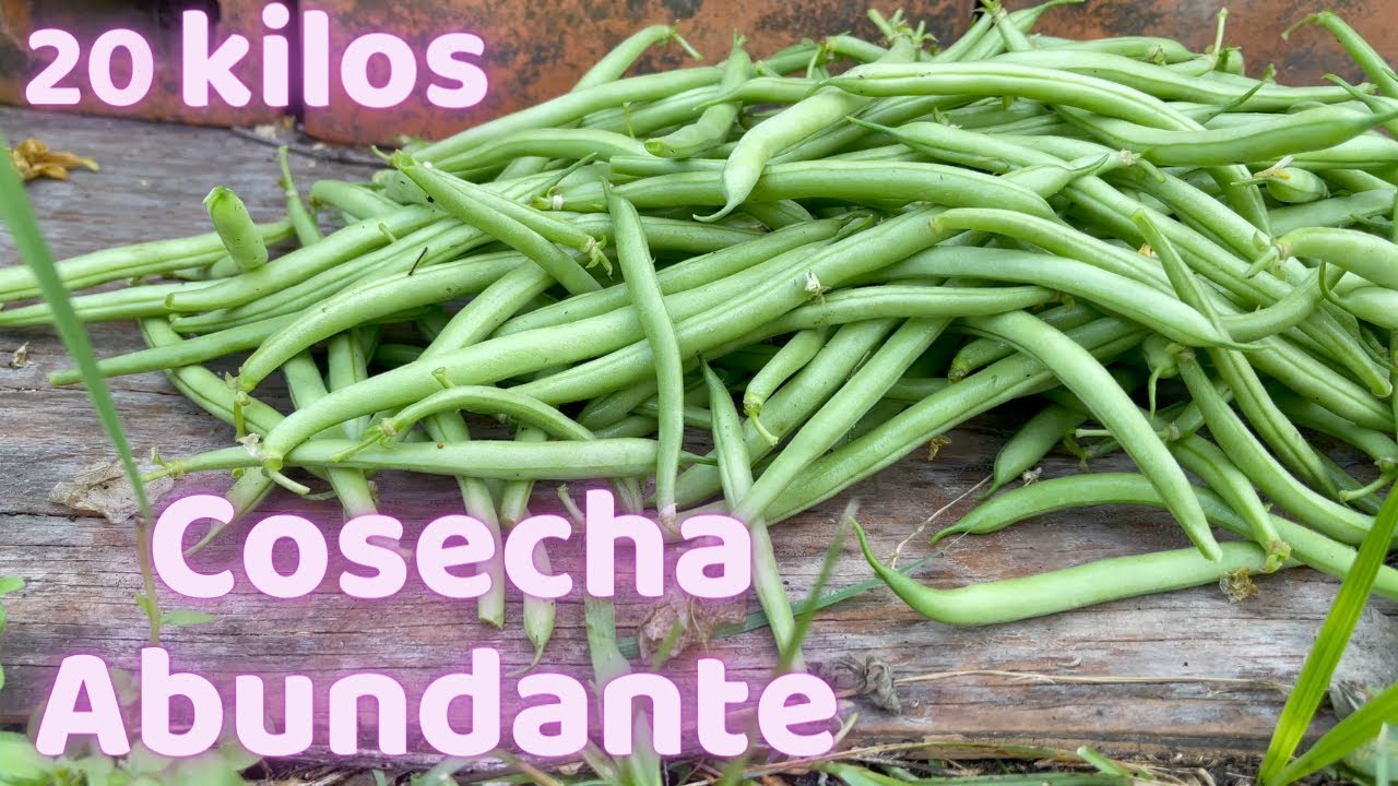 Semilla del ejote: Conoce la semilla del ejote