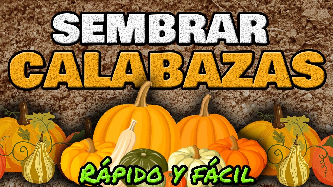 Siembra de calabaza de castilla: Paso a paso