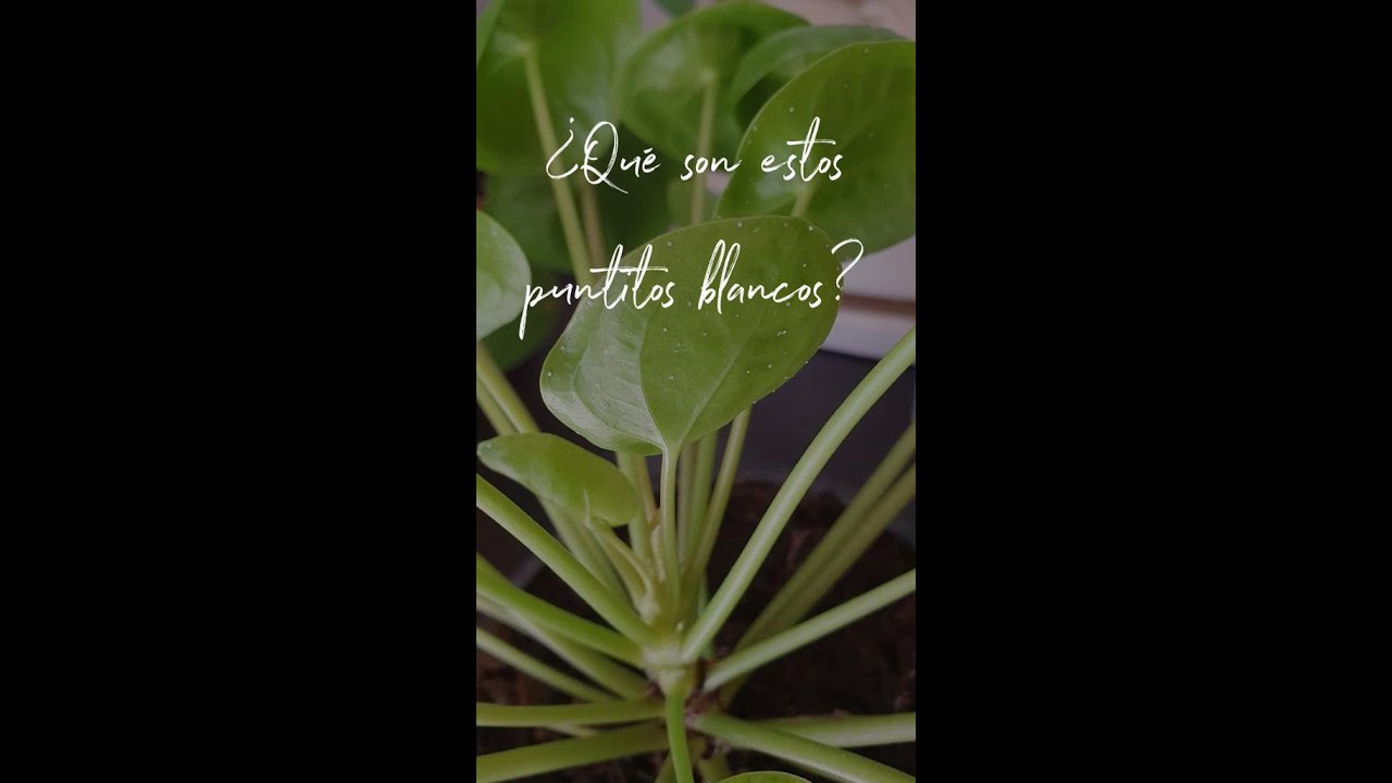 Significado de puntos blancos en hojas de plantas