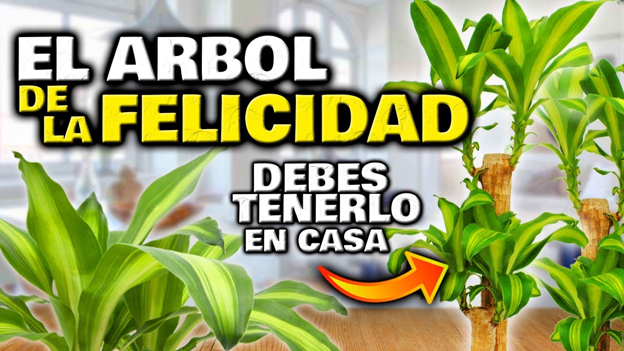 Significado y cuidados del palo de Brasil