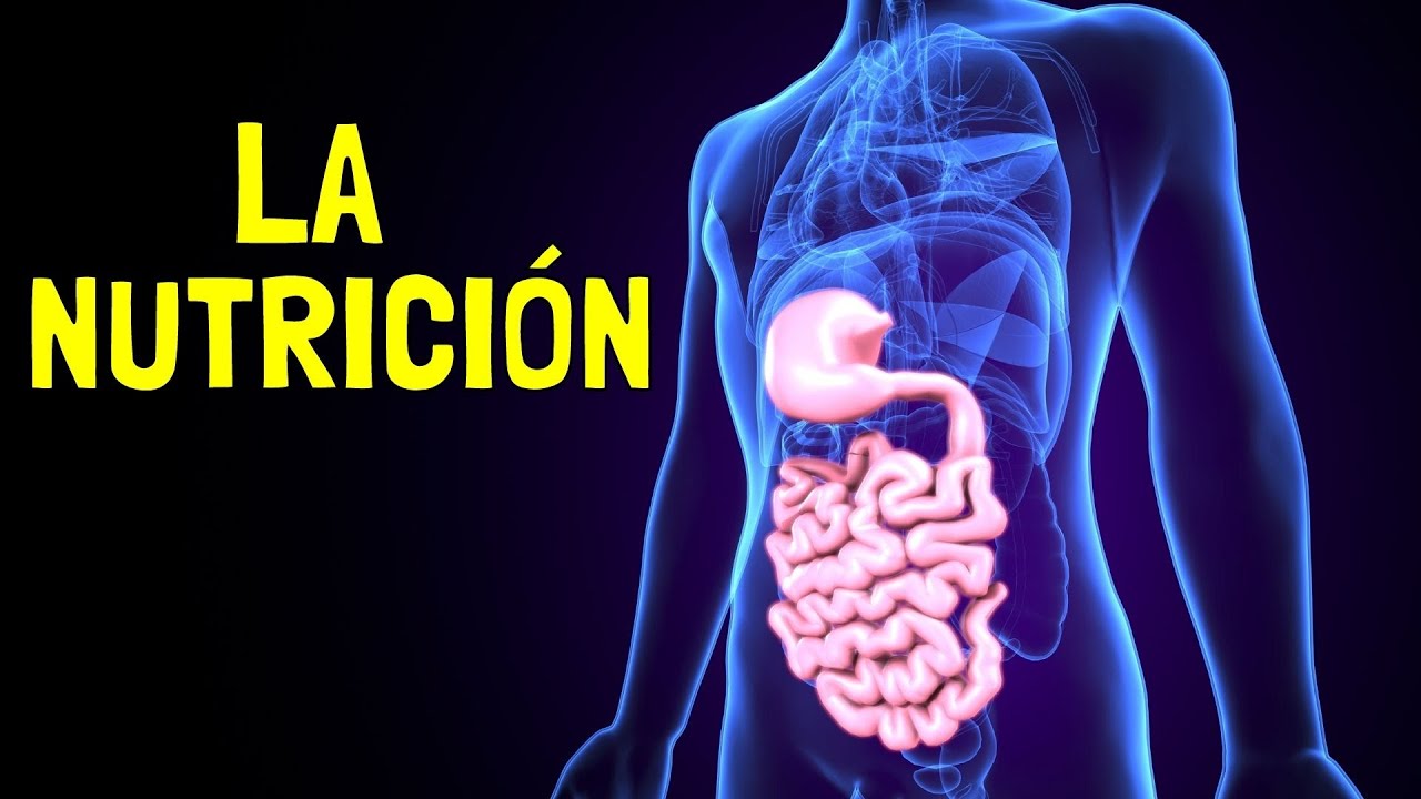Sistemas de nutrición: alimentando tu cuerpo