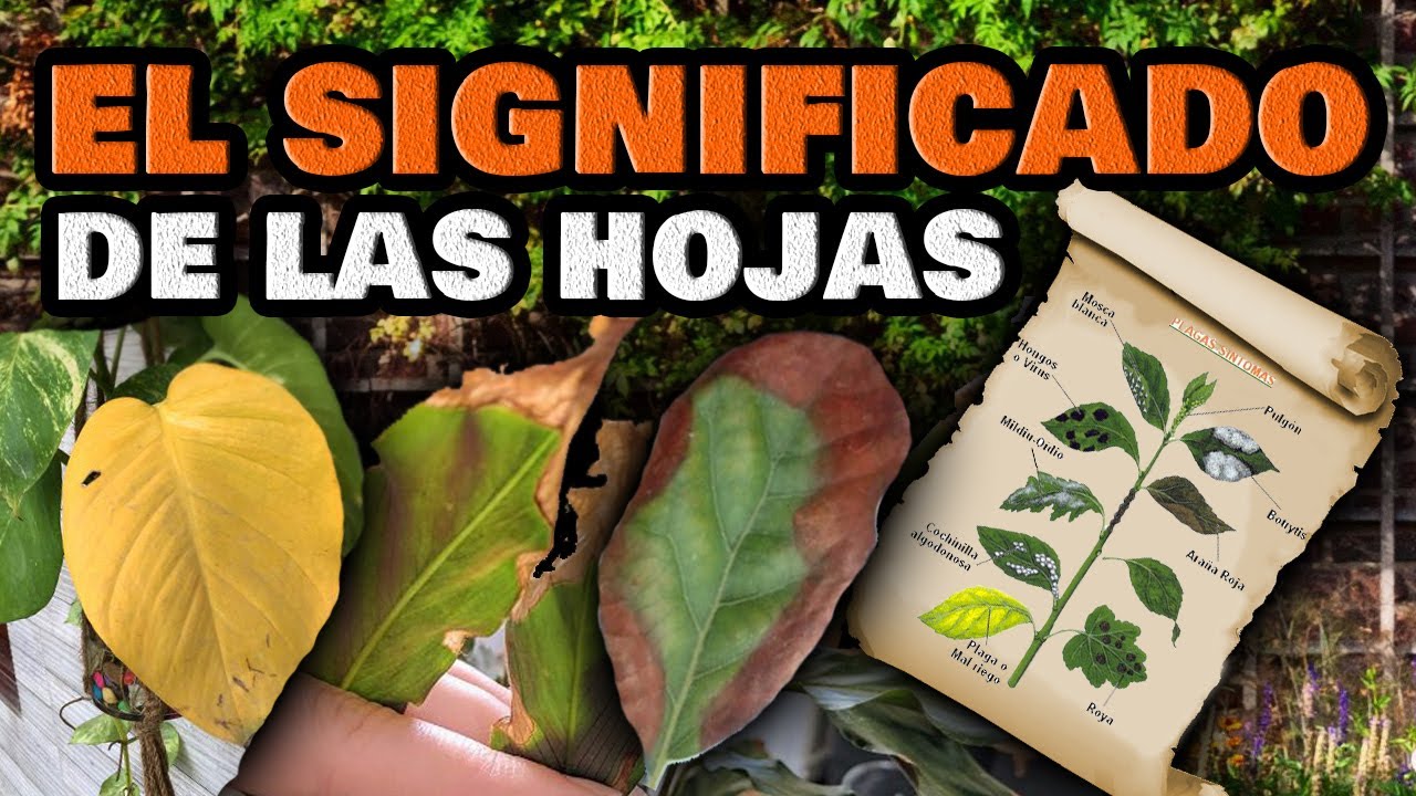 Solución para hojas blancas en plantas