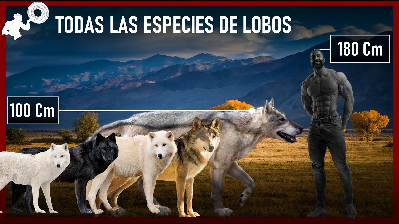 Tamaño de una manada de lobos