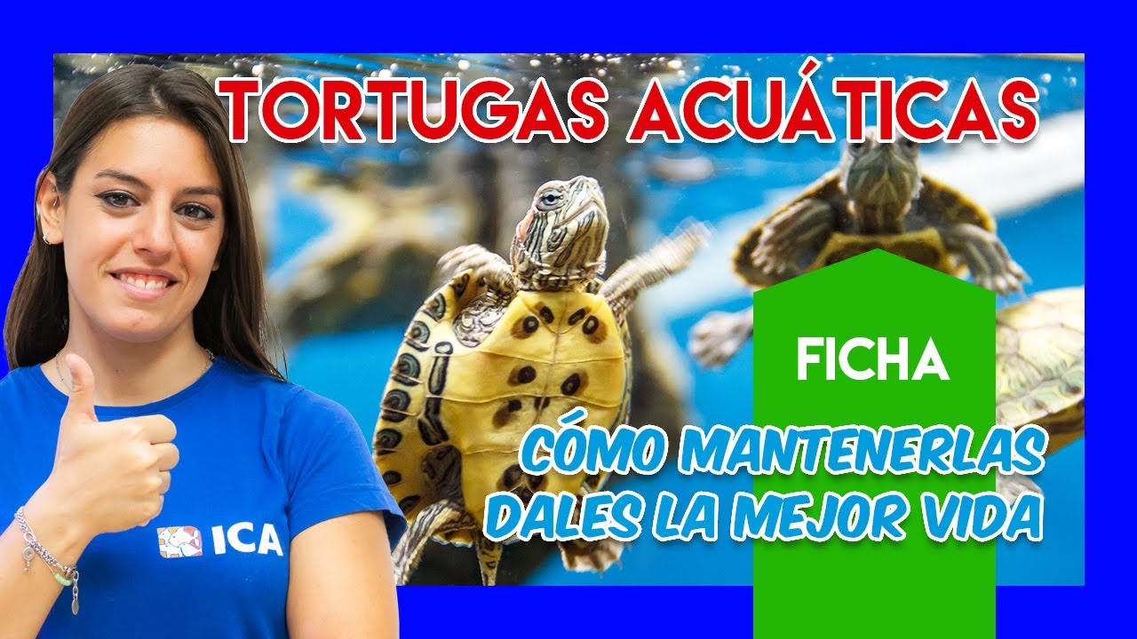Tamaño máximo de tortugas de agua