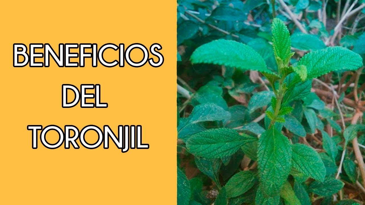 Té de cúrcuma y toronjil: ¿para qué sirve y cómo prepararlo?