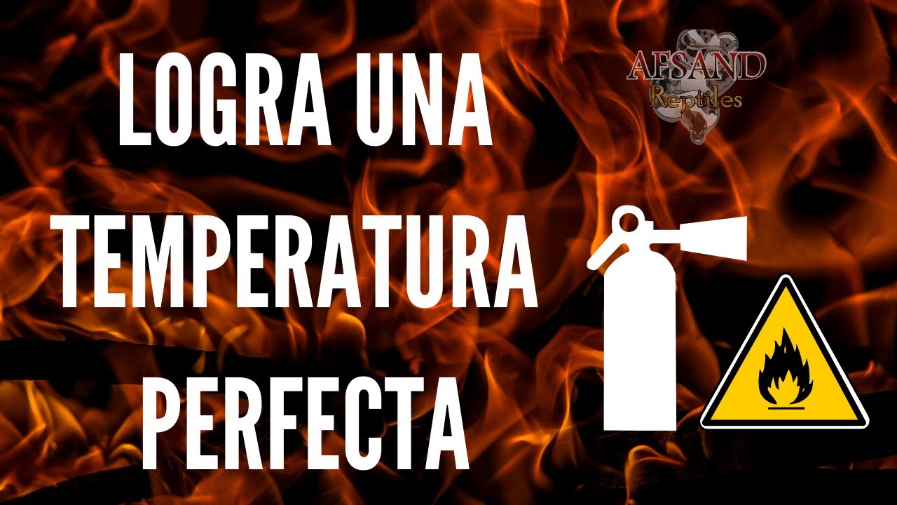 Temperatura ideal para los reptiles