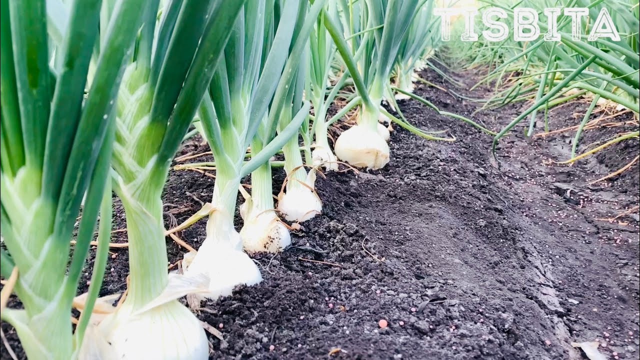 Tiempo de crecimiento de la cebolla: lo que debes saber