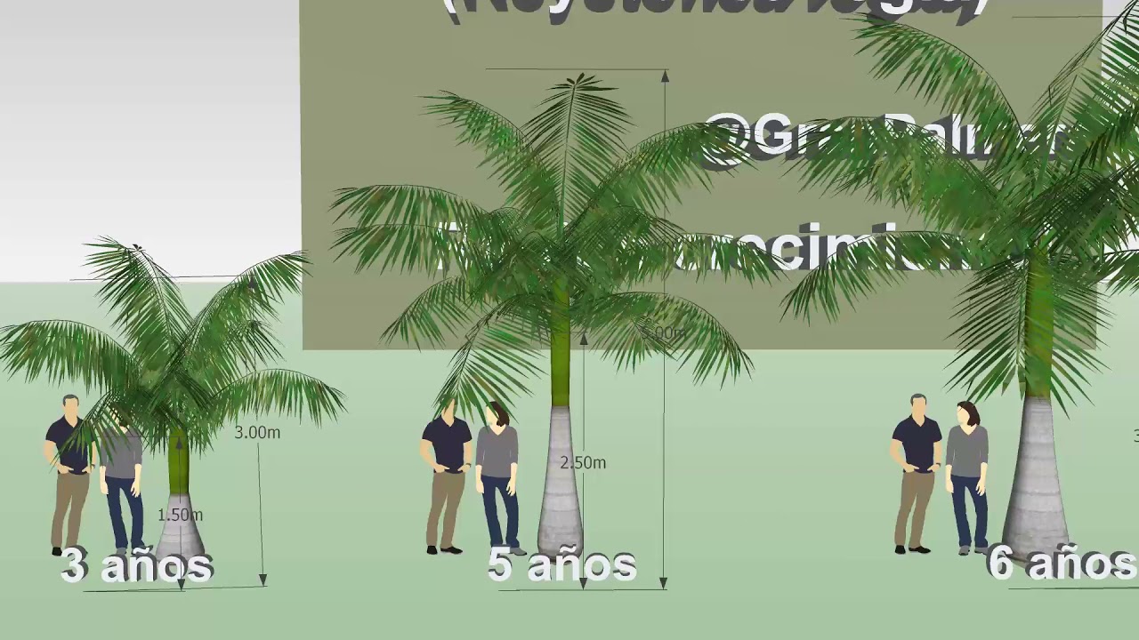 Tiempo de crecimiento de las palmeras