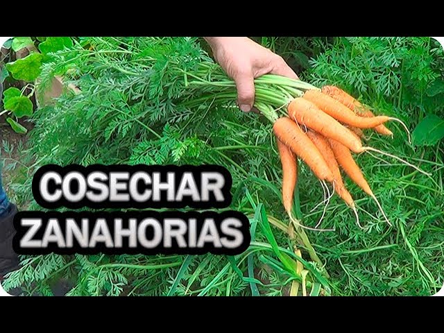 Tiempo de crecimiento de las zanahorias