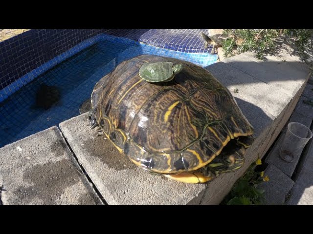 Tiempo de crecimiento de una tortuga