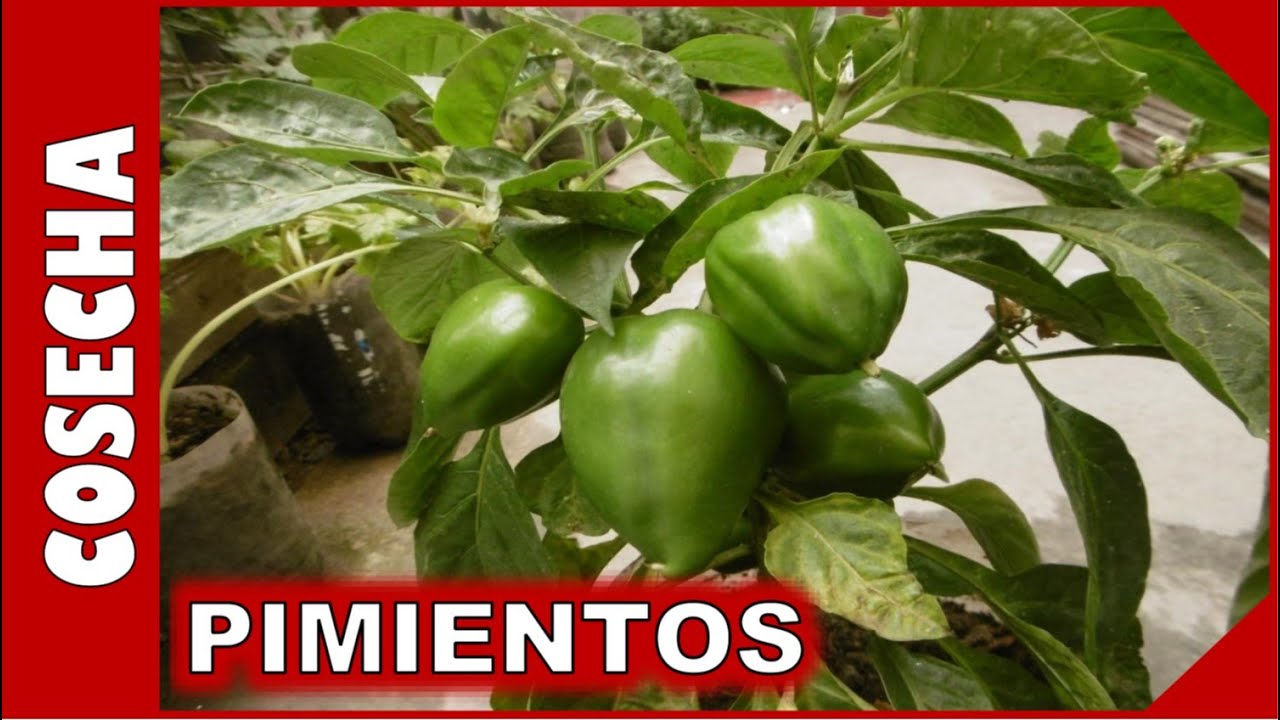 Tiempo de maduración de chiles