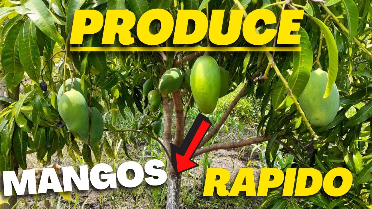 Tiempo de maduración de un árbol de mango