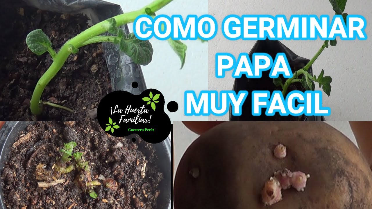 Tiempo estimado de germinación de una papa
