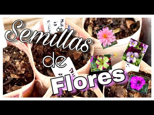 Tiempo estimado para la germinación de semillas de flores