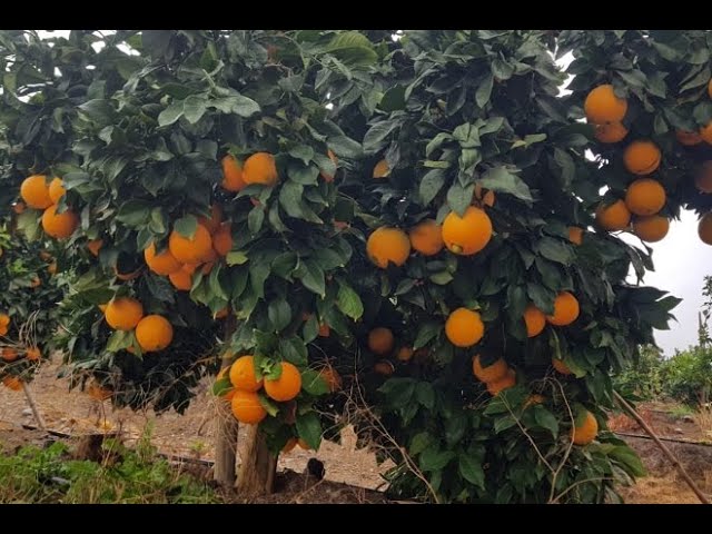 Tiempo que tarda una planta de pomelo en fructificar