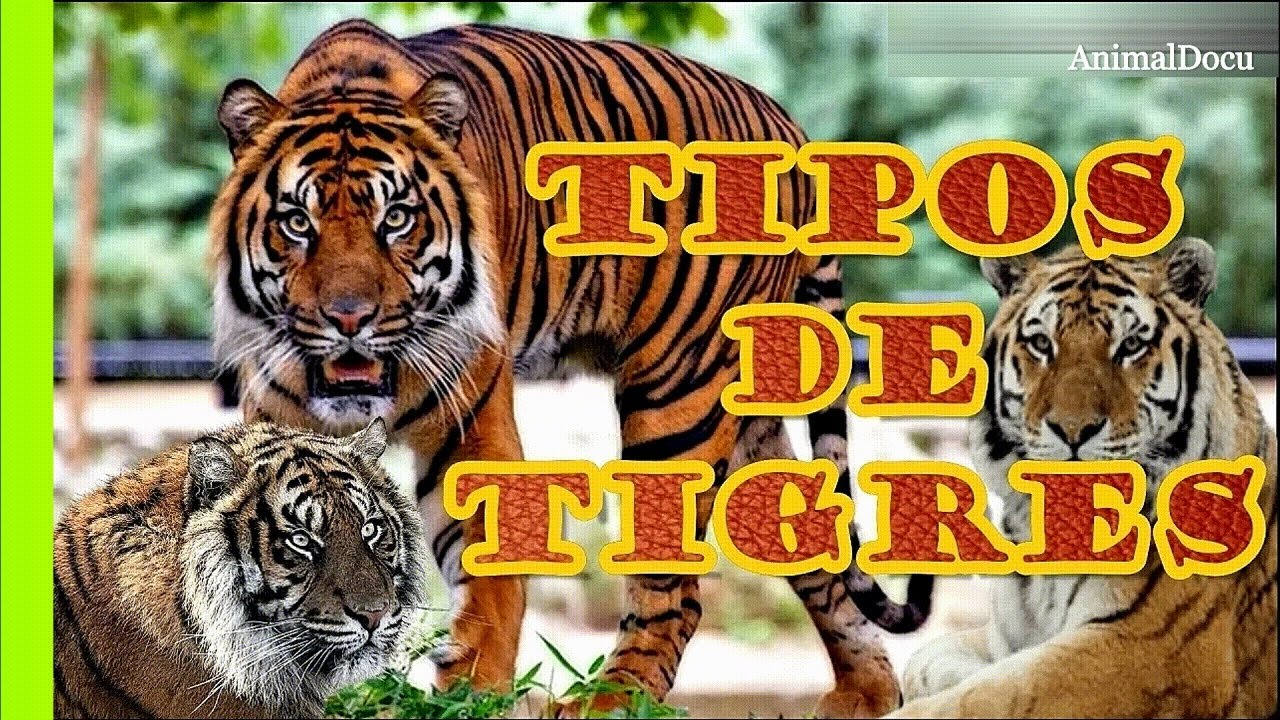 Tipos de tigres en el mundo: ¡descúbrelos!