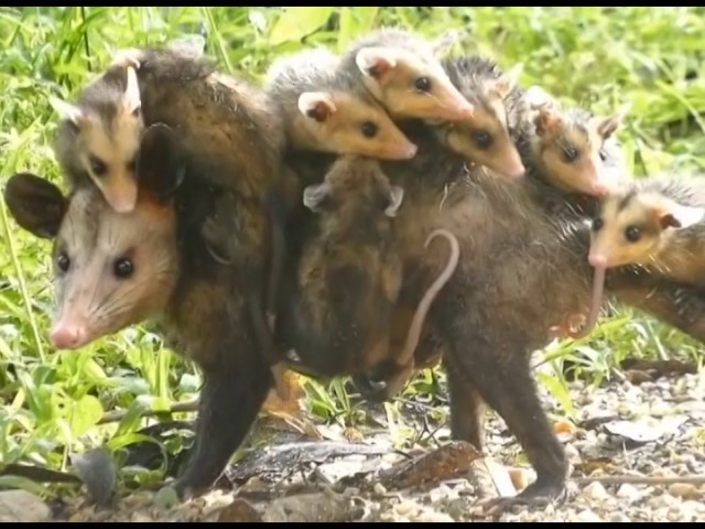 Tlacuache: ¡dónde vive y cómo sobrevive en la naturaleza!