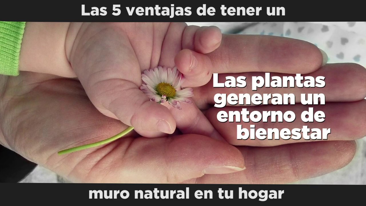 Todo sobre las paredes verdes y su utilidad