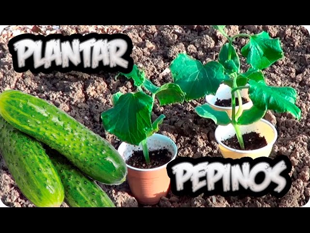 Traducción de pepino en Argentina