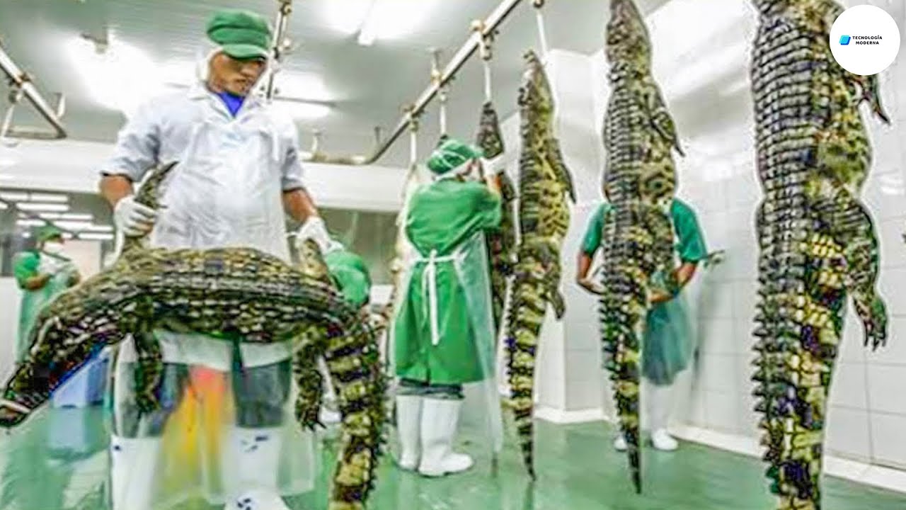 Usos de la piel de cocodrilo