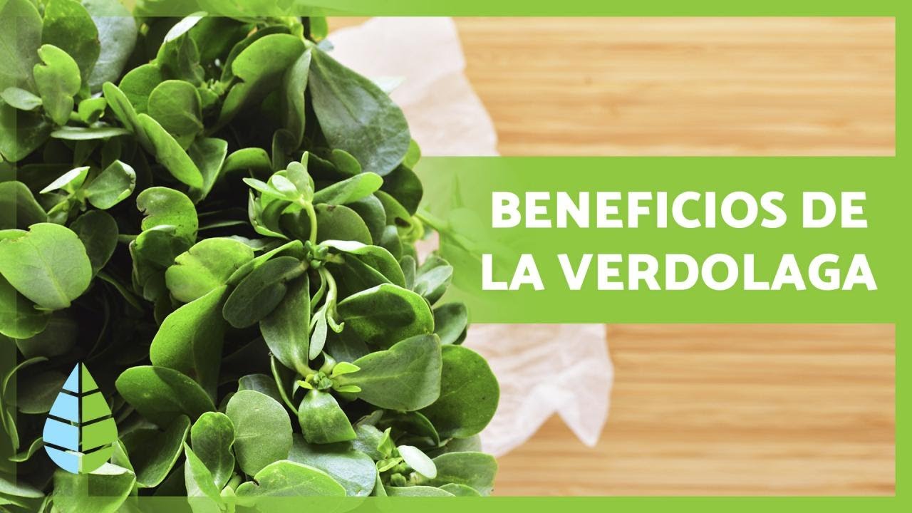 Usos de la verdolaga en brujería