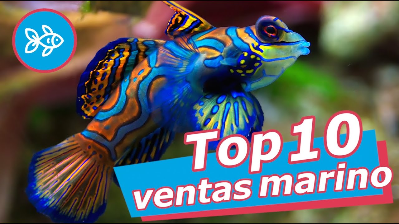 Variedades de peces marinos: descúbrelos