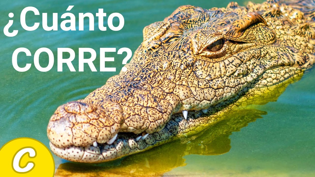 Velocidad terrestre de los cocodrilos