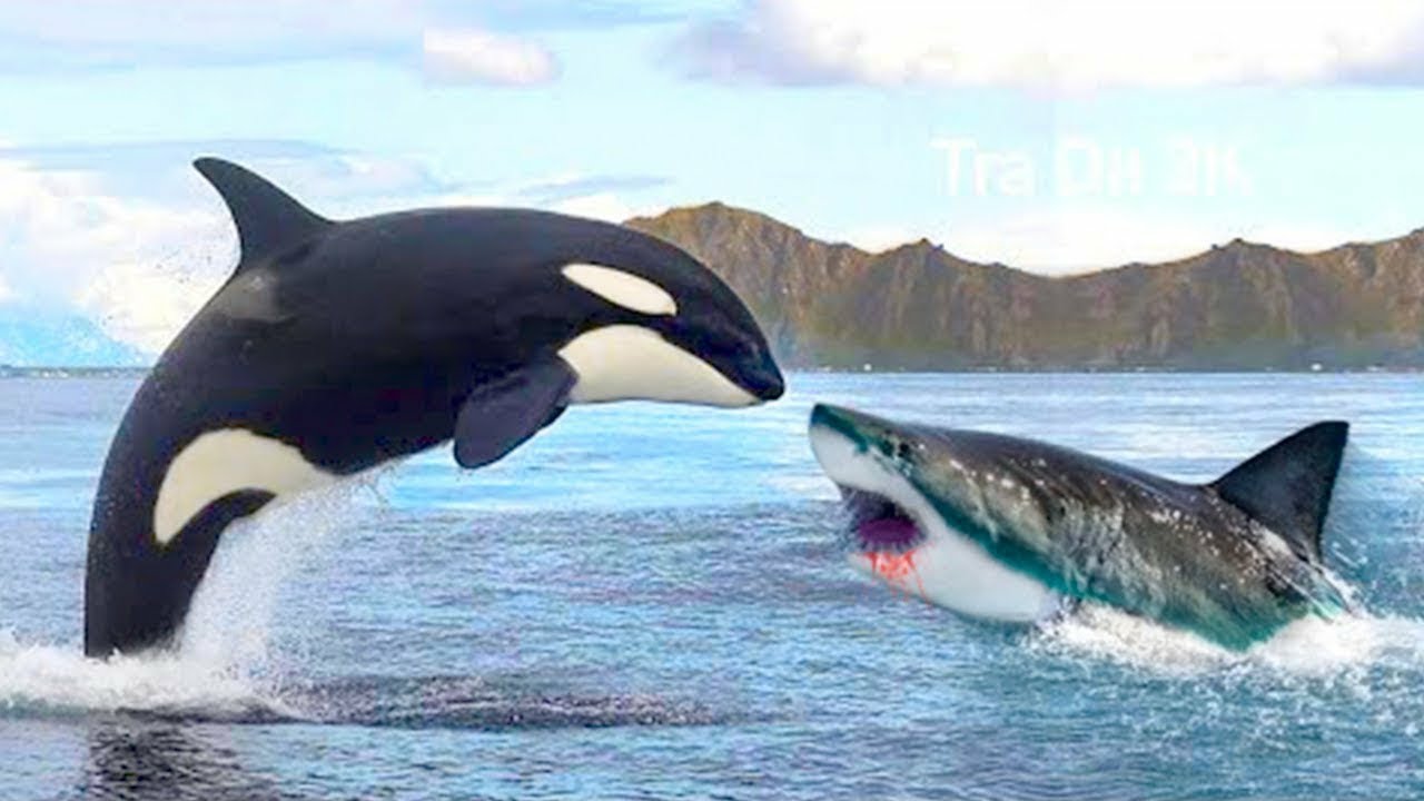 Verdad sobre los tiburones: ¿real o ficción?