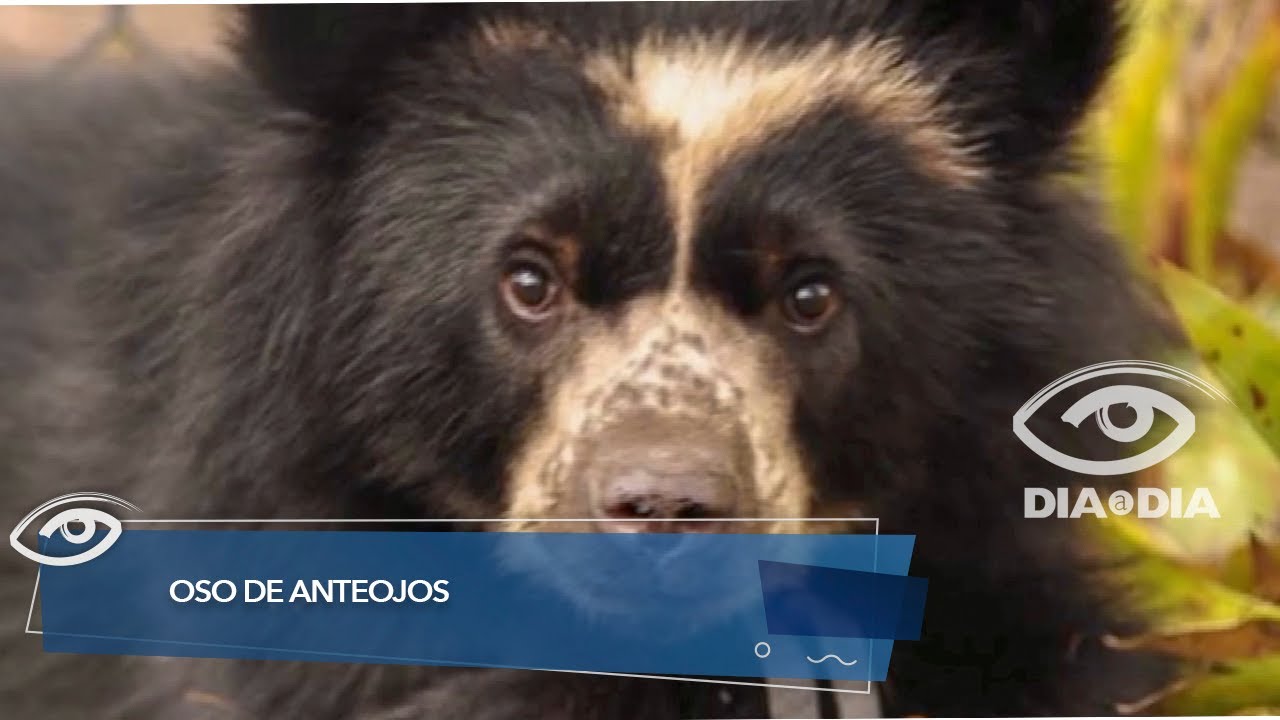Vida del oso de anteojos