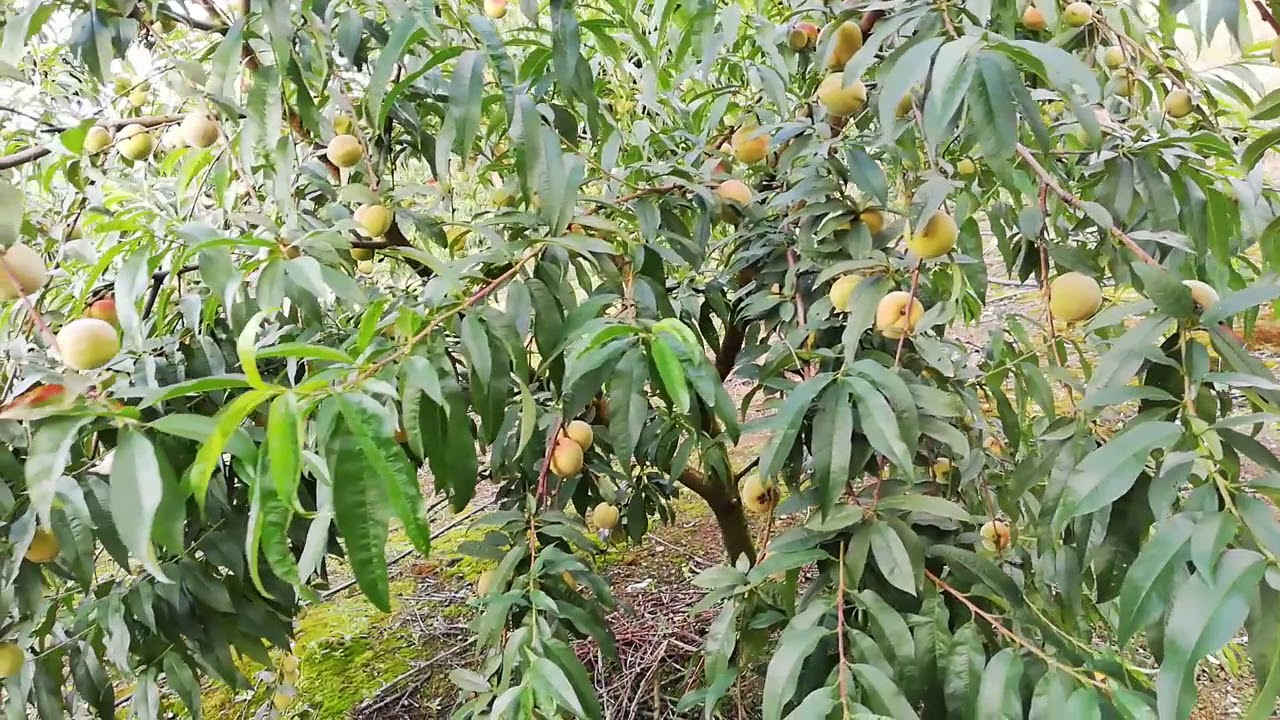 Vida útil de un árbol de durazno