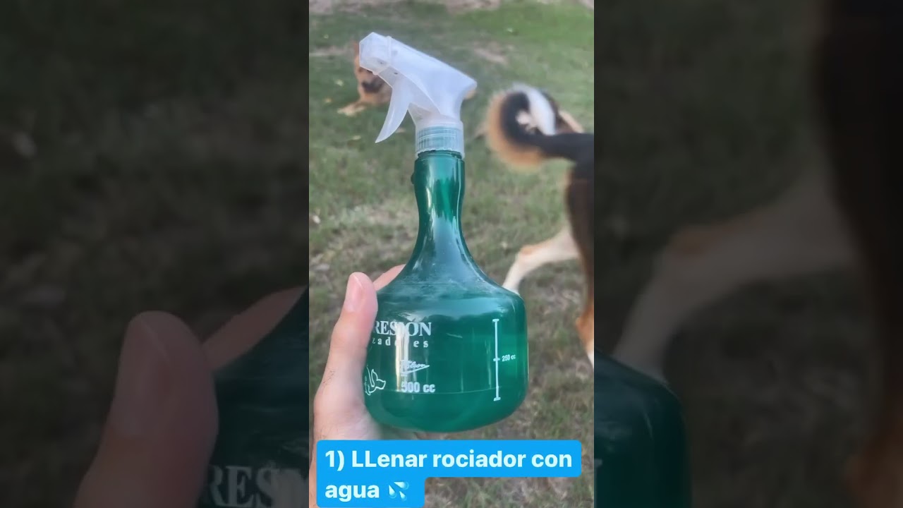¡Adiós a las plagas en árboles!