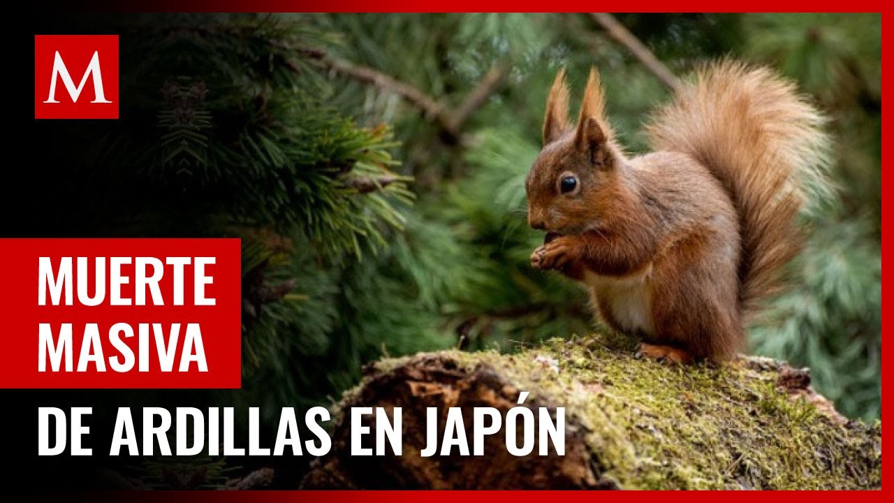¡Ardillas en riesgo de desaparición!