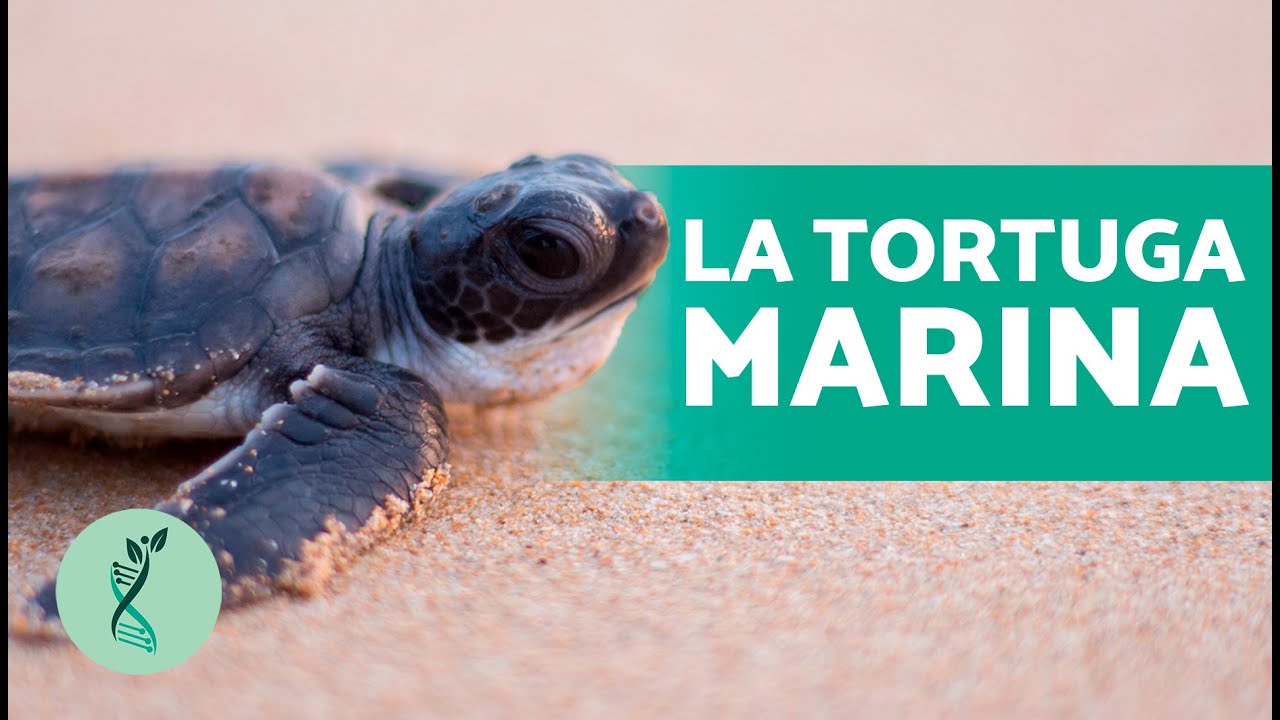 ¡Descubre cómo se reproducen las tortugas!