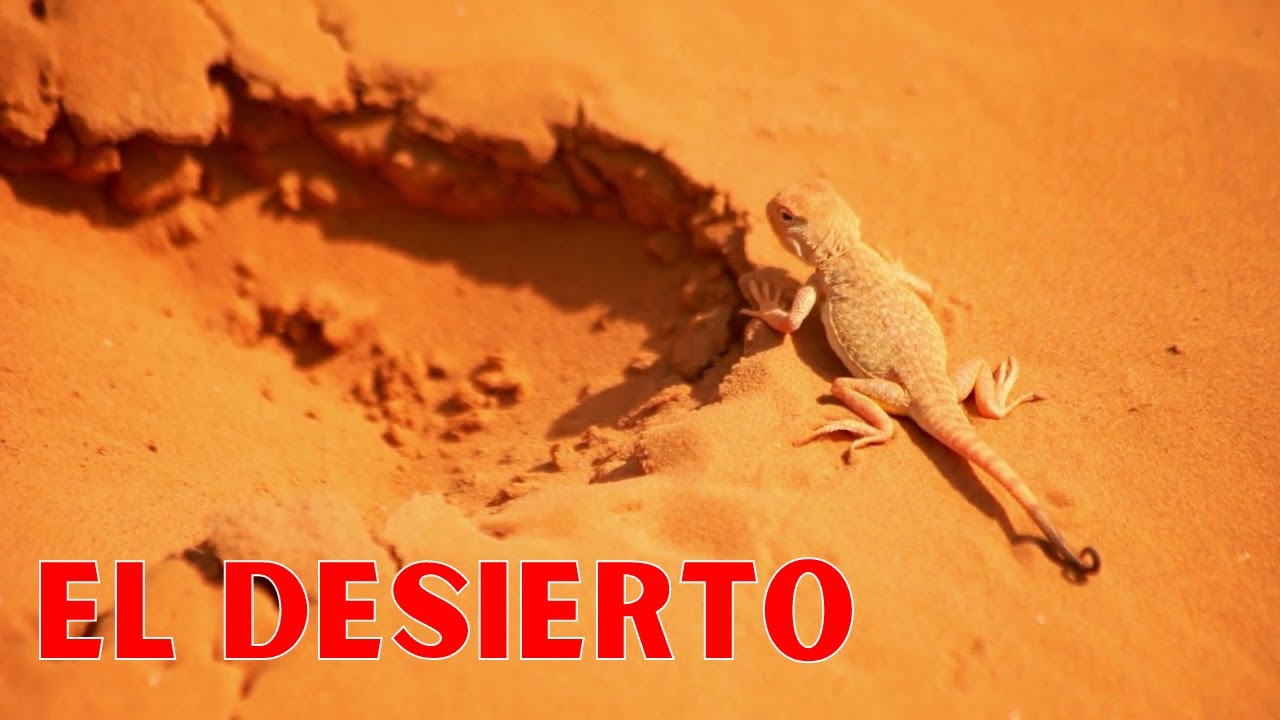 ¿Cómo es el suelo en los desiertos?