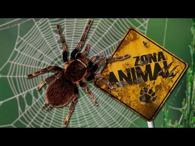 ¿Cómo respira la tarántula?