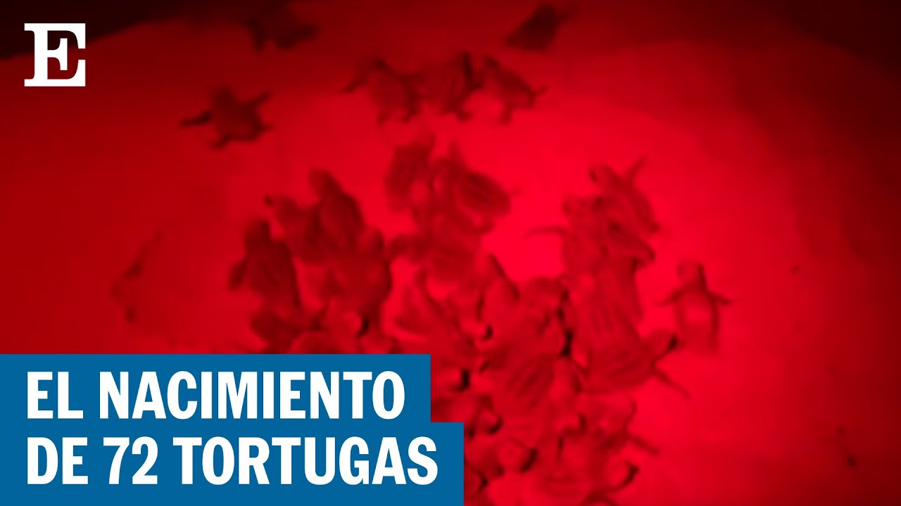 ¿Cómo se llama un grupo de tortugas?
