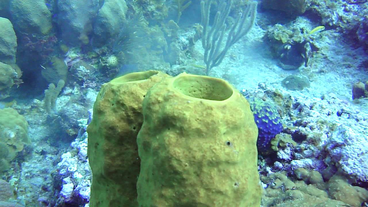 ¿Cómo se reproducen las esponjas de mar?