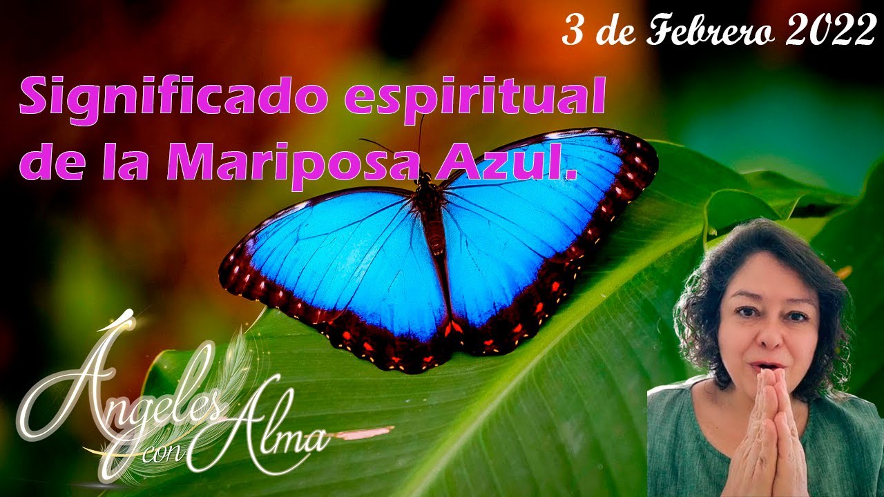 ¿Conoces el nombre de la mariposa azul?