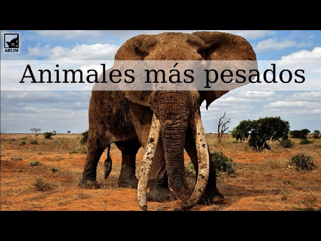 ¿Cuál es el animal más pesado del mundo?