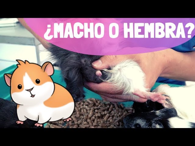 ¿Cuál es la diferencia entre el cuyo hembra y macho?