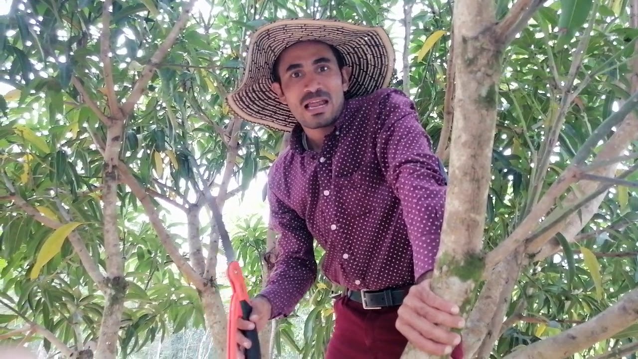¿Cuándo es el momento adecuado para cortar mangos?