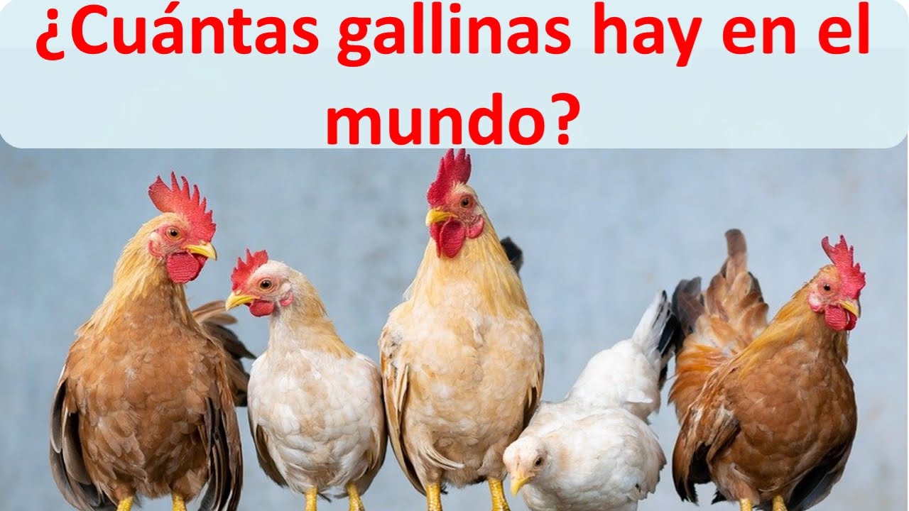 ¿Cuántas gallinas existen en el mundo?