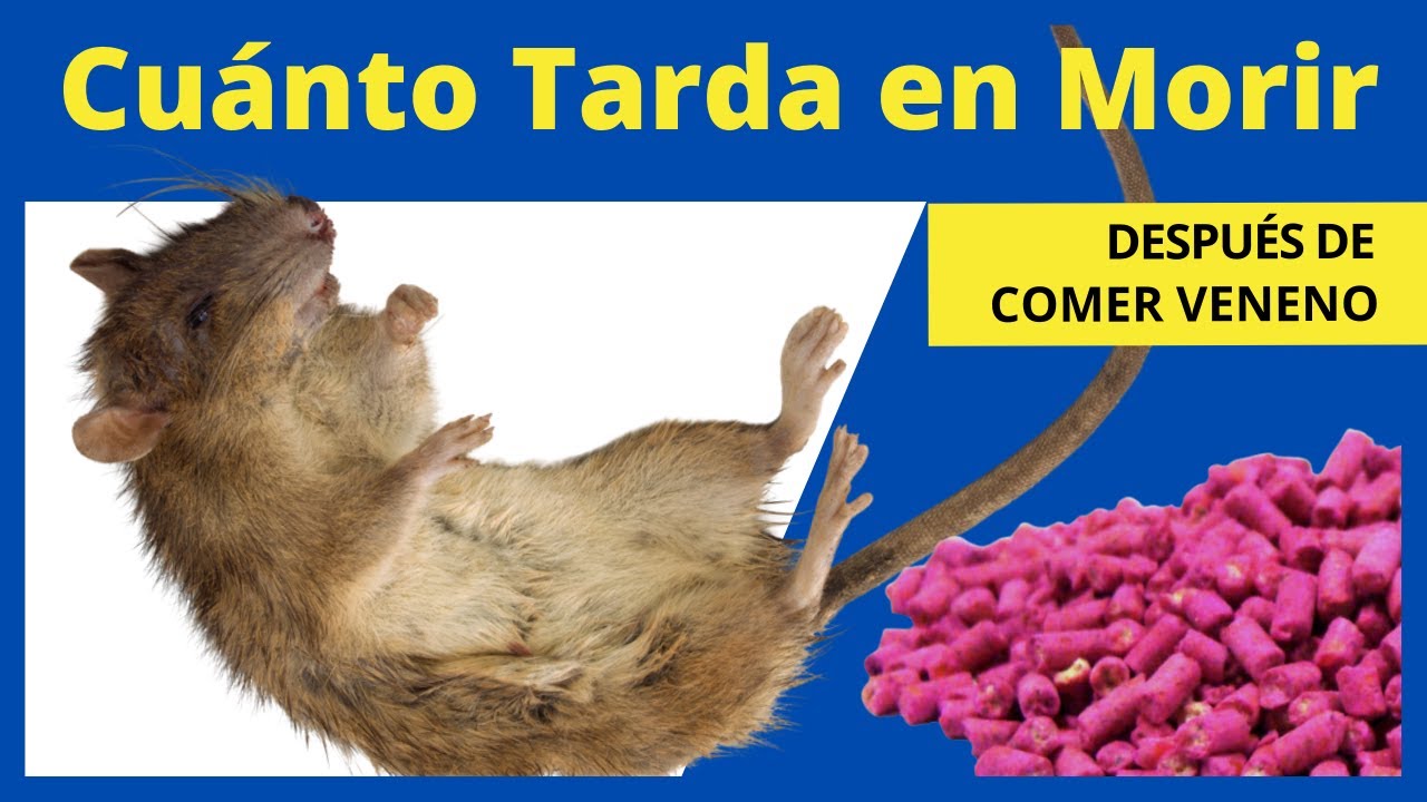 ¿Cuánto tiempo puede un ratón resistir bajo el agua?