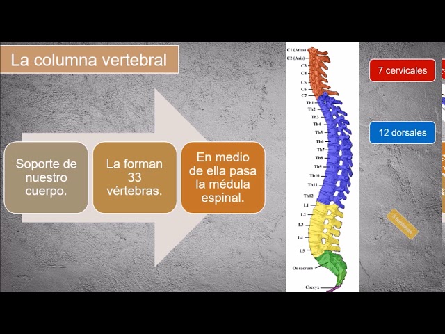 ¿Cuántos huesos tiene la columna vertebral de una rana?