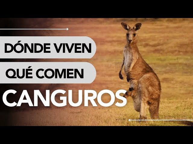 ¿De qué se alimentan los canguros?