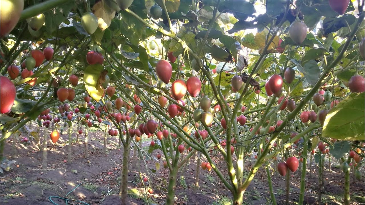 ¿Dónde encontrar tomate de árbol en México?