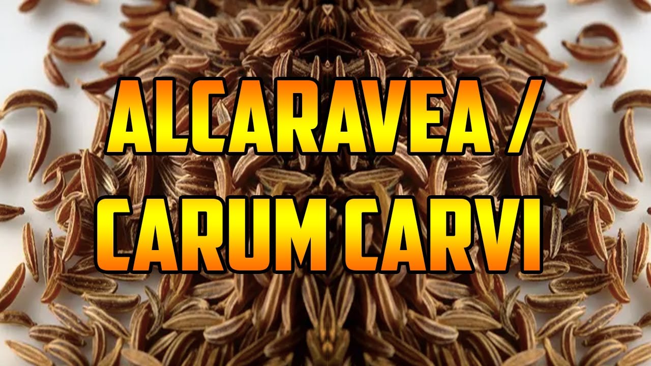 ¿Es la alcaravea lo mismo que el comino?