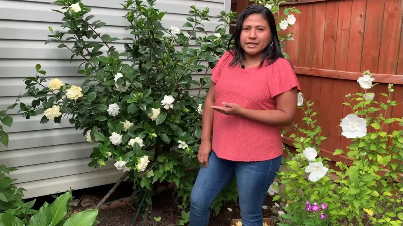 ¿La gardenia prefiere sol o sombra?