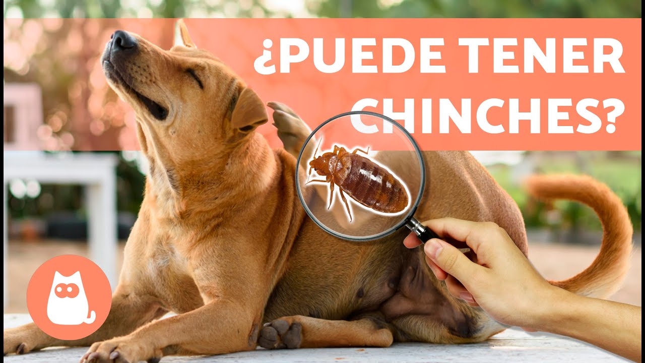 ¿Las chinches pican a los perros?